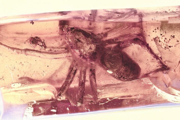 Large Detailed Fossil Spider (Araneae) In Baltic Amber #325452